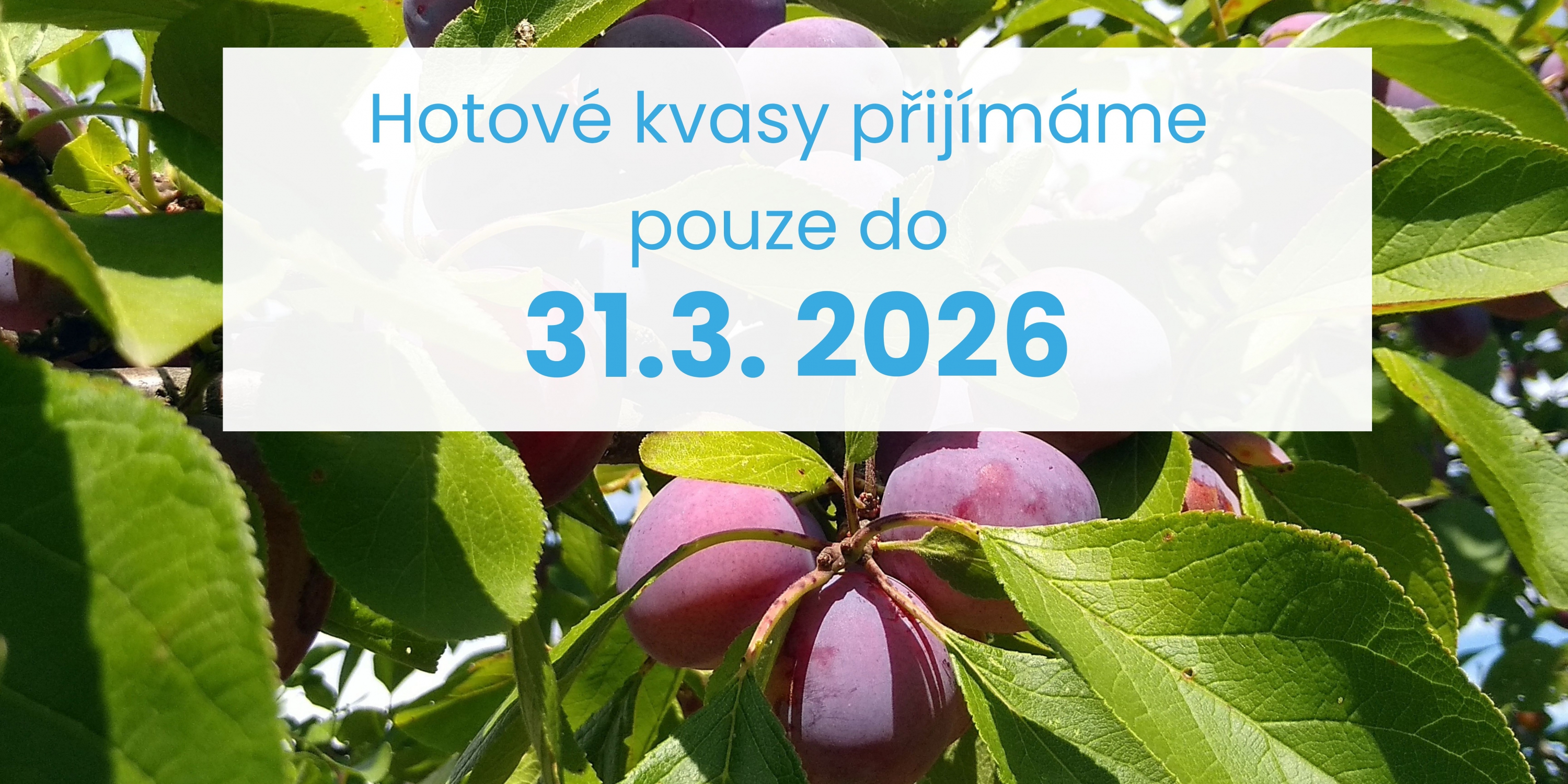 Hotové kvasy přijímáme pouze do konce března.