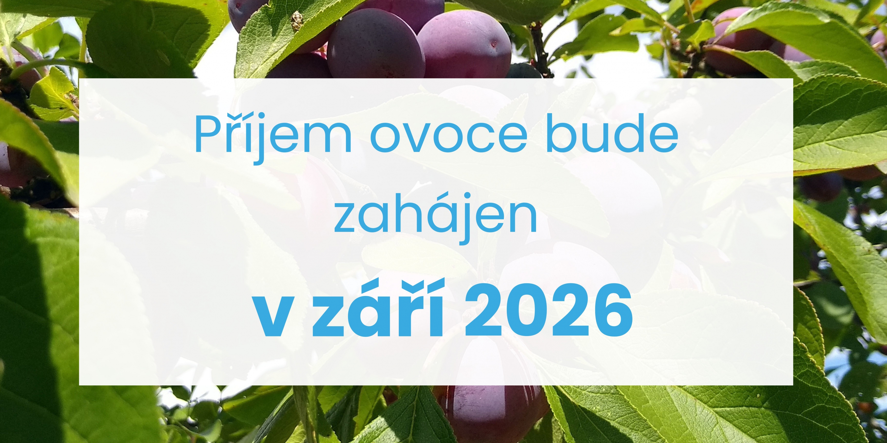 Příjem ovoce zahajujeme od září 2026