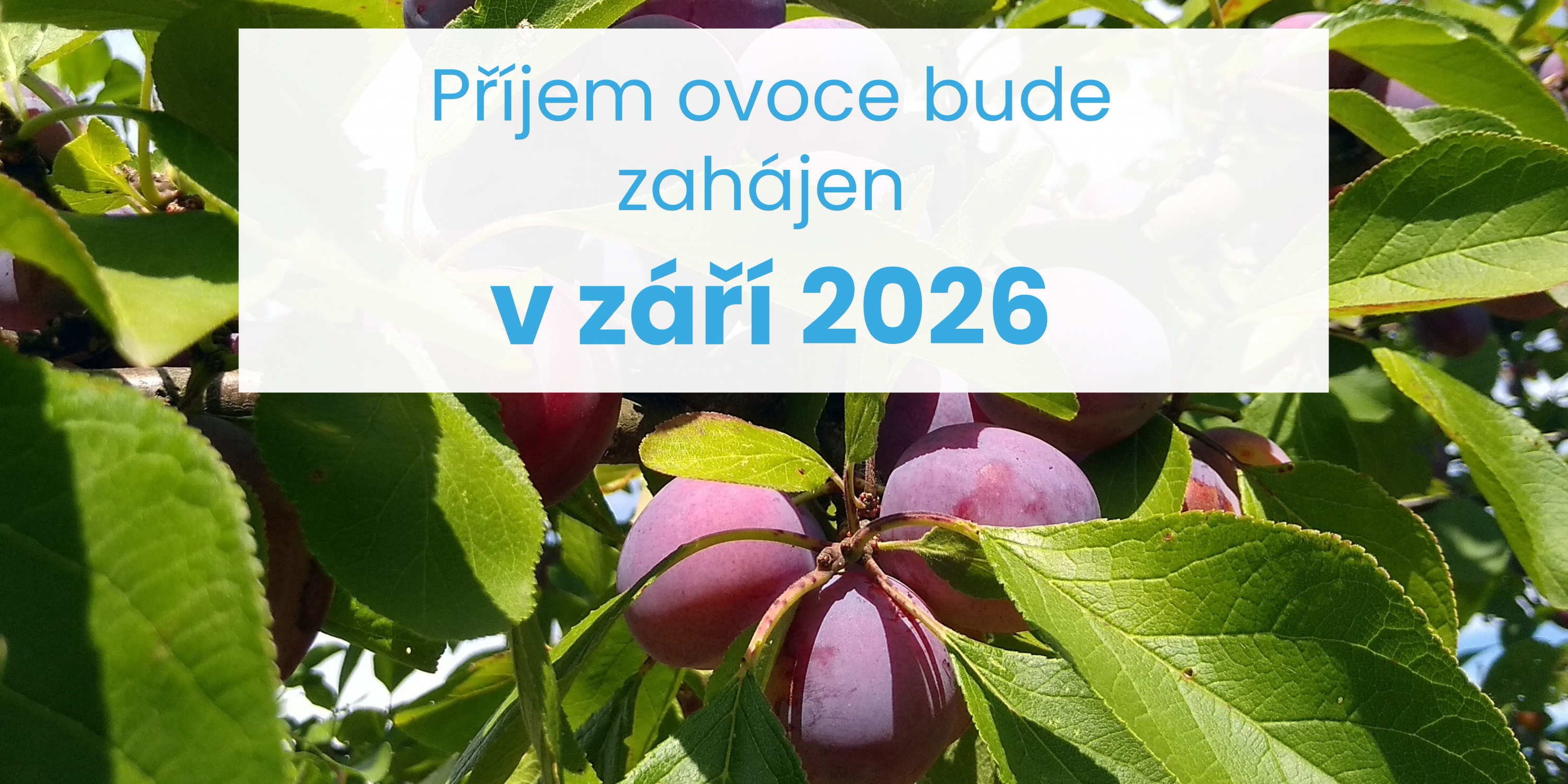 Příjem ovoce zahajujeme od září 2026